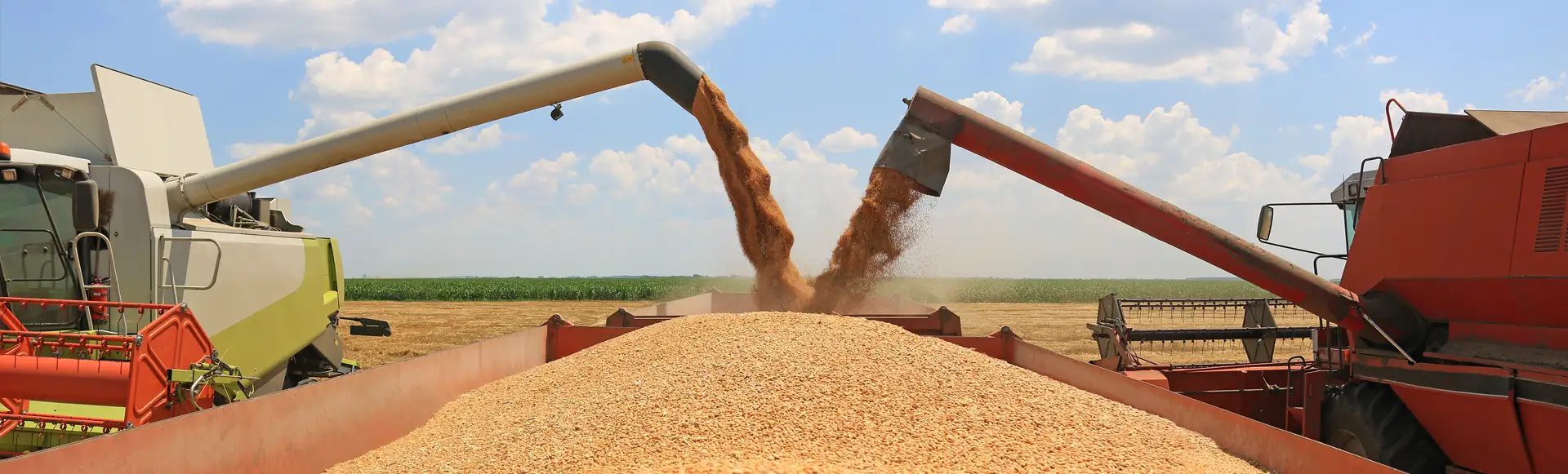 maquinas volcando grano a remolque para venta de cereales al por mayor